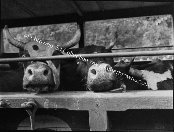 CALVES ON BOARD GOODS TRAIN